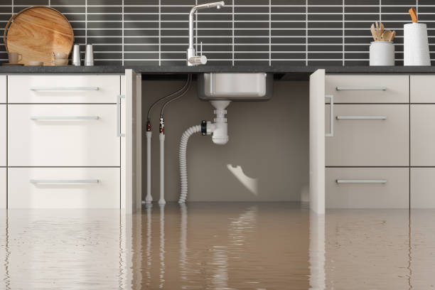 Best Professional water damage repair  in Seven Mile, AZ